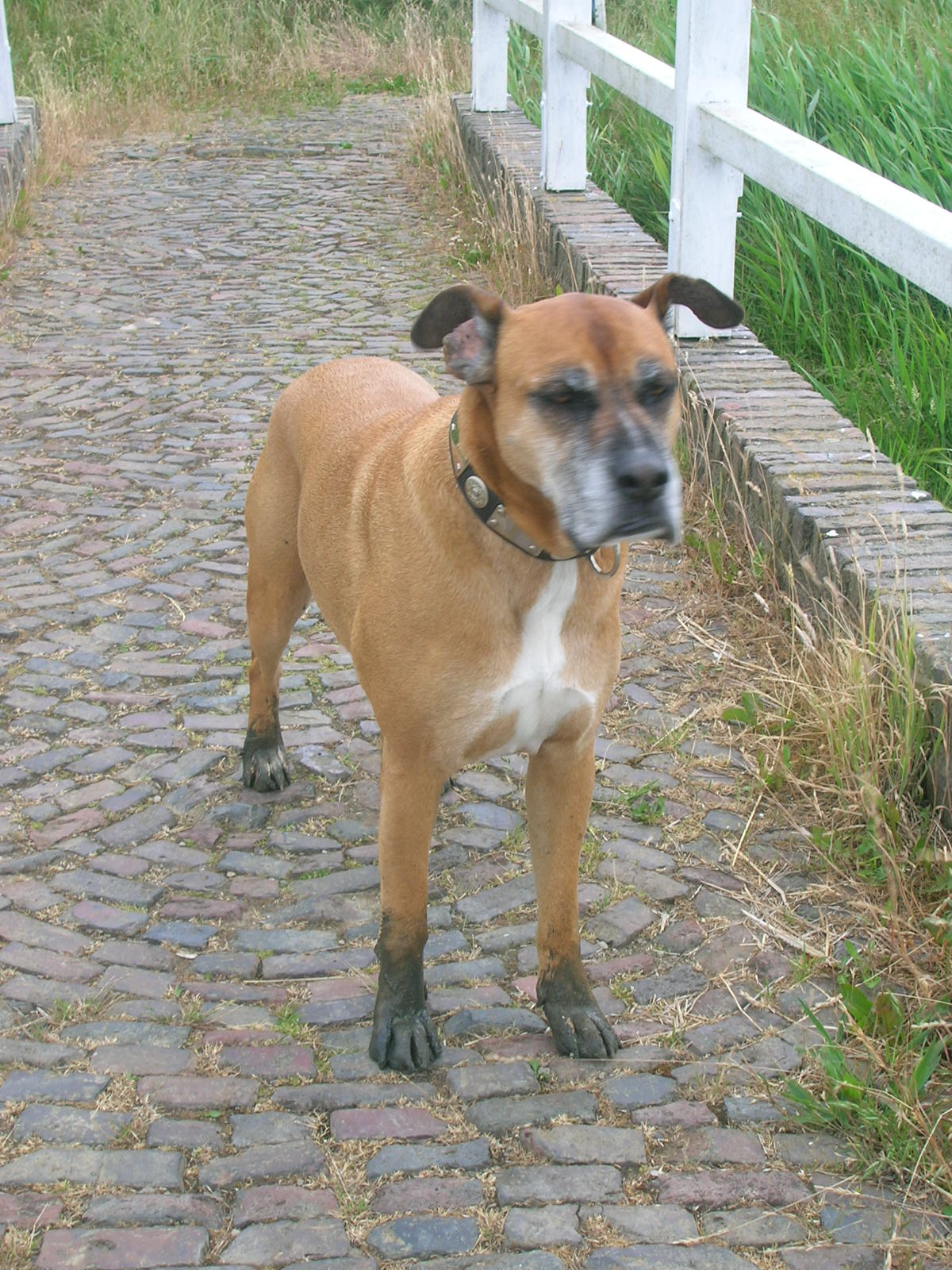 Tequila (Deutscher Boxer, Unbekannt) Deutscher Boxer Unbekannt 